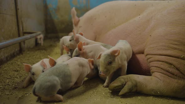 Cute little piglets cuddling together next to big sow; domestic livestock