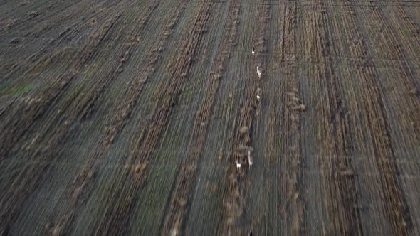 Aerial birdseye view at flock of European roe deer (Capreolus capreolus) running at open field in cl