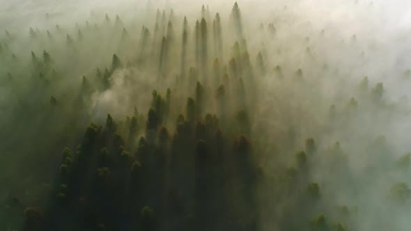 Forest Aerial