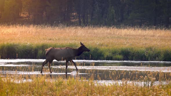 Wild elks in Yellowstone National Park