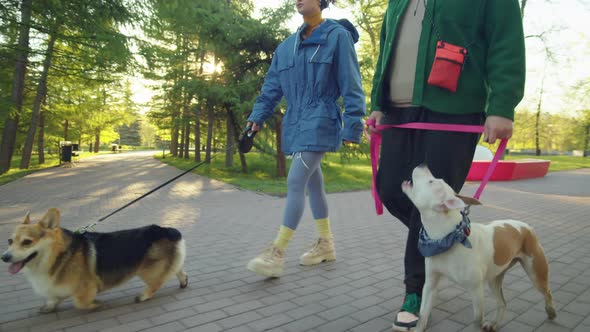 Friends Chatting while Walking with Dogs in Park