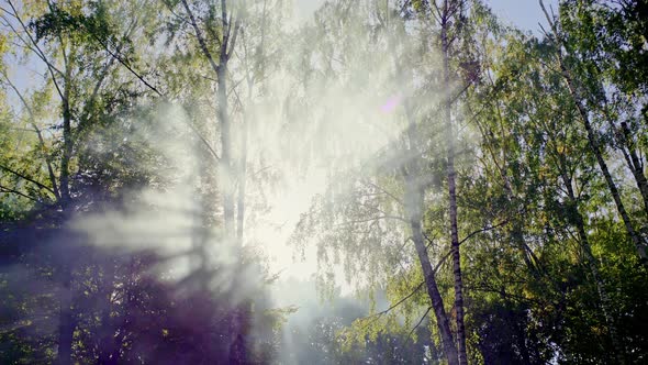 Rays of Magnificent Bright Sun Shining Through Tall Green Birches in Amazing Forest