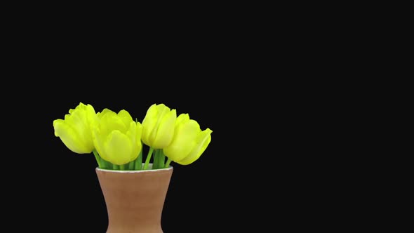 Time-lapse opening yellow tulip bouquet
