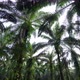 CS - Oil Palm Tree 06 - VideoHive Item for Sale
