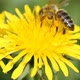Bee and yellow dandelion - VideoHive Item for Sale