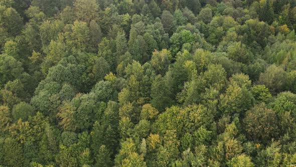 Forest in the Mountains. Aerial View of the Carpathian Mountains in Autumn. Ukraine