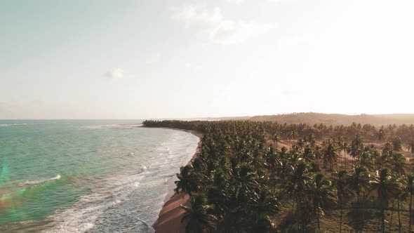 Beach coastline during sunset, palm trees are forming the forest near the coast.