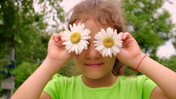The Child Plays with Daisies Flowers
