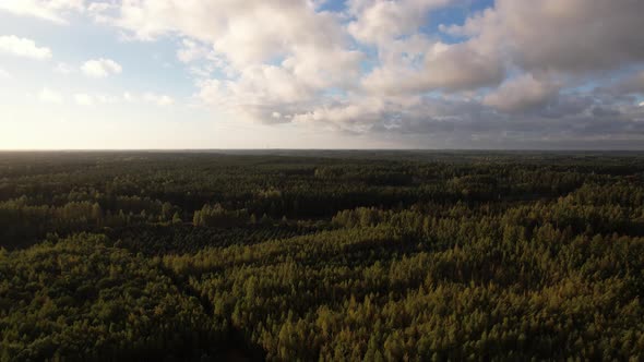 Flight over the forest