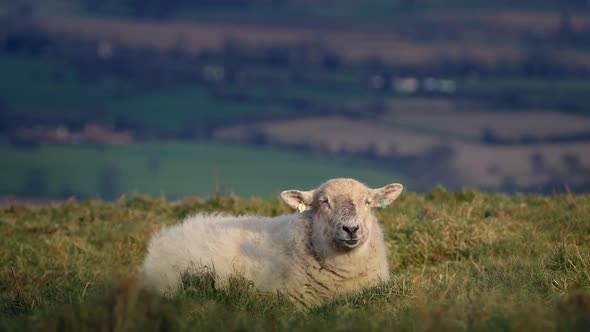 Sheep on Windy Hilltop