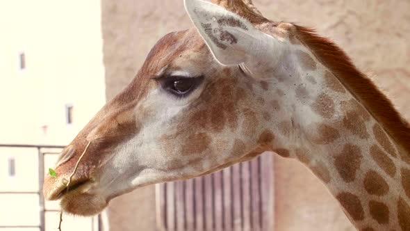 Close Up of Giraffe Chews a Branch with Green Grass and Turn Head to the Camera