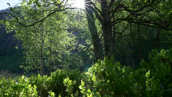 Summer Forest, Dolly Shot. Sun Breaking Through Green Leaves in Suumer Forest. , FHD