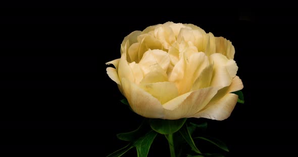 Time Lapse of Disclosure of a Yellow Peony on a Black Background