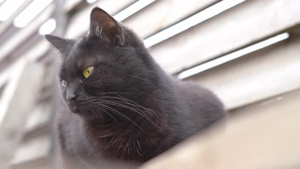 Black Cat with Beautiful Yellow Eyes Looks Attentively