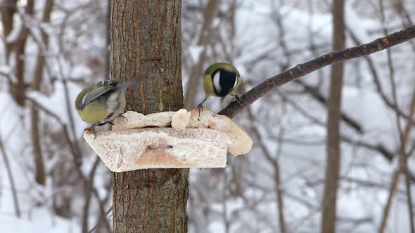 Great tit pecking at lard