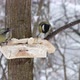 Great tit pecking at lard - VideoHive Item for Sale