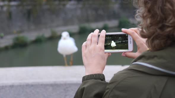 Female Hands Taking Picture of Sea Gull On Cell Phone. Close-Up.