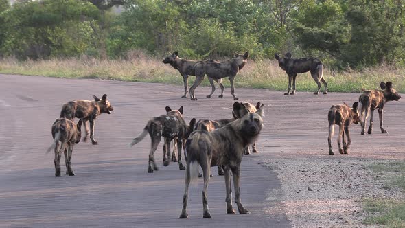 Large pack of African wild dogs move around on tar road, South Africa