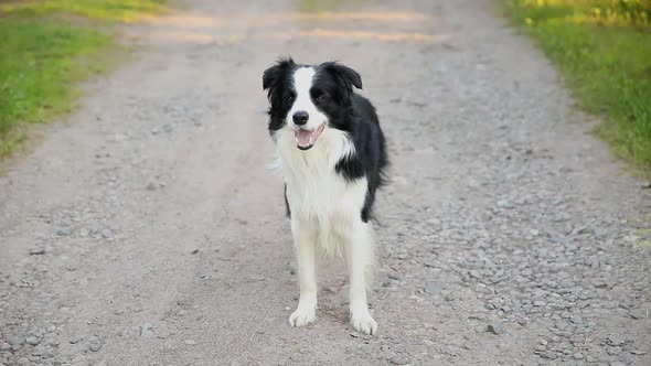 Outdoor Portrait of Cute Smiling Puppy Border Collie on Park Background