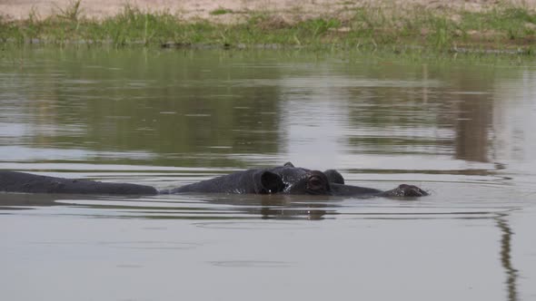 Hippo in a lake at Moremi Game Reserve