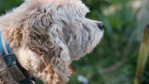 Blonde Puppy Dog Pet Sniffs the Fresh Air in a Green Garden in Slow Motion, Fixed Close-Up Soft Focu