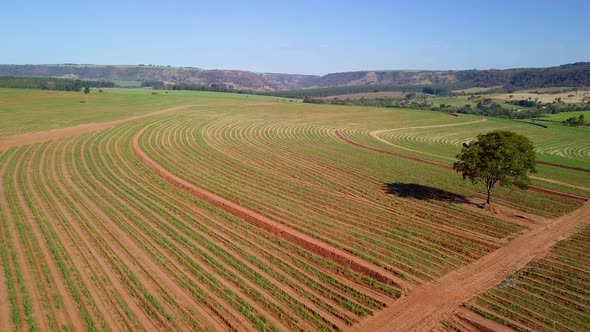 Aerial of vast sugarcane plantation with solitary tree in Brotas, Sao Paulo