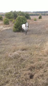 Vertical Video of a Horse in a Field