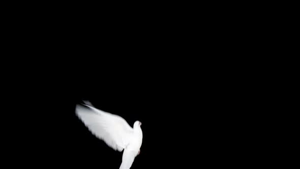 White dove bird flying
