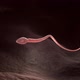 Single male sperm cell - VideoHive Item for Sale