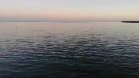 Aerial view flying across the sea in Nykøbing Bugt with swimming and flying seabirds in a beautiful