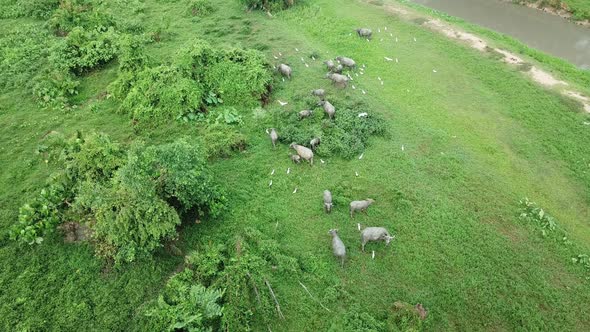 Herd of buffaloes live together with cattle egrets at green field