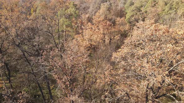 Beautiful Forest with Trees in an Autumn Day