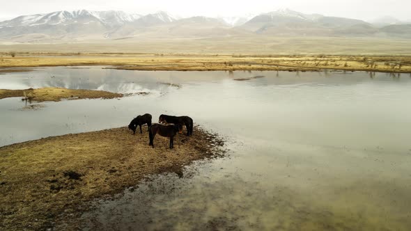 Horses at a Watering Hole