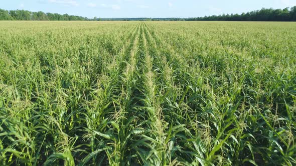 Aerial Drone Footage. Flying Over a Golden Corn Field in Beautiful Farmland. Slow Forward Movement