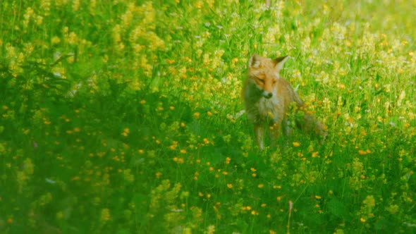 A fox is sitting down in a field and stares at the camera