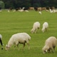 Cattle Animals and Sheep Grazing on Spacious Farm Meadow, Meat Production - VideoHive Item for Sale
