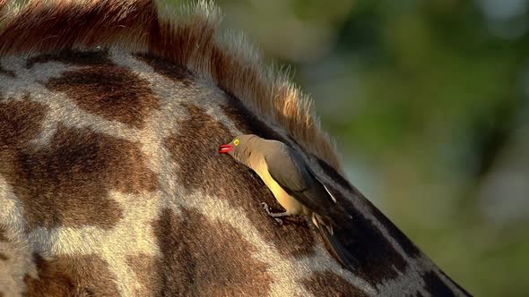 Red-Billed Oxpecker Feeding On A Giraffe