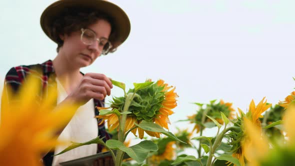 Agricultural Worker With A Working Tablet In A Blooming Sunflower Field. Woman Farmer In A Hat