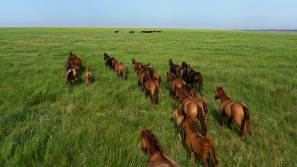 Wild Horses Running Wild Mustangs Run on the Beautiful Green Grass Dust From Under the Hooves