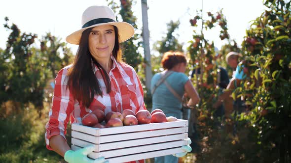 Apple Harvesting