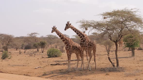 African Giraffes Show Tenderness And Love For Each Other Rub Their Necks