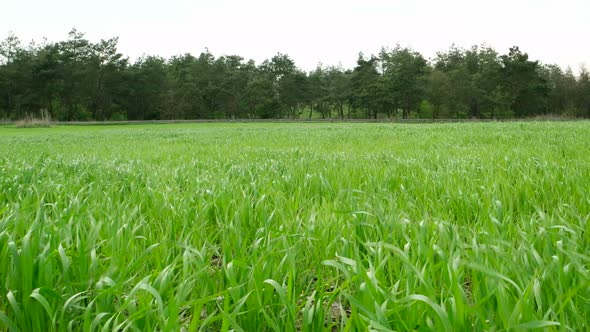 Wheat Field and Forest