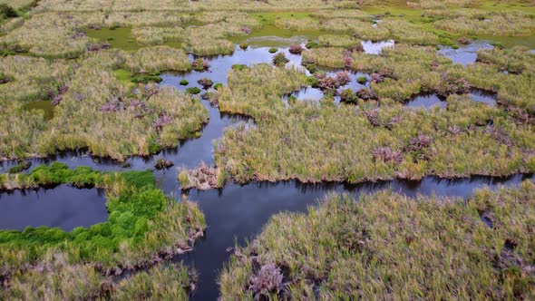 Aerial view marsh wetland plants