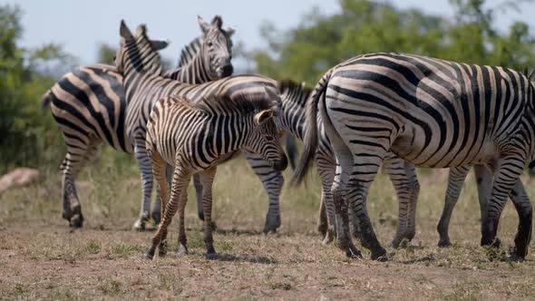 Slow Motion of Young Zebra With Her Family in Pasture of African Savanna. Free Animals in Natural En
