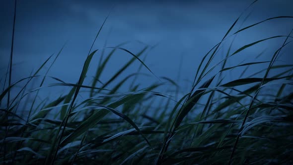 Long Grass In Wind At Dusk