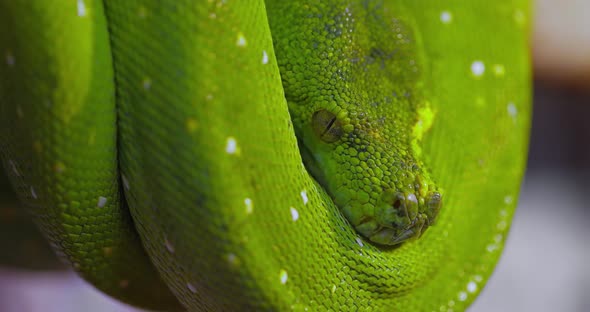 The Green Tree Python Morelia Viridis Is a Species of Snake in the Family Pythonidae