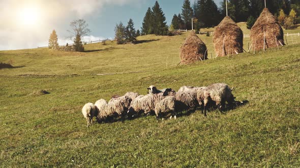 Sheep on Sun Mountain Grass Valley