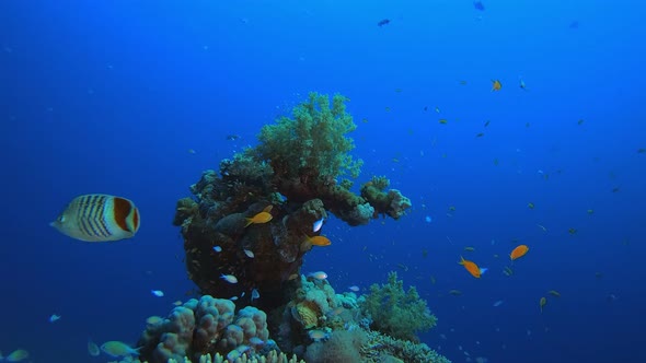 Tropical Coral Reef Seascape