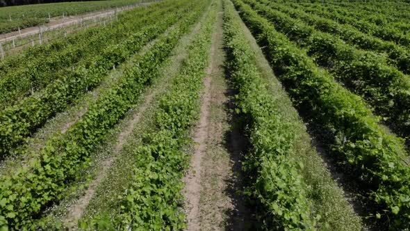 Aerial Video Over a Vineyards in an Amazing Landscape