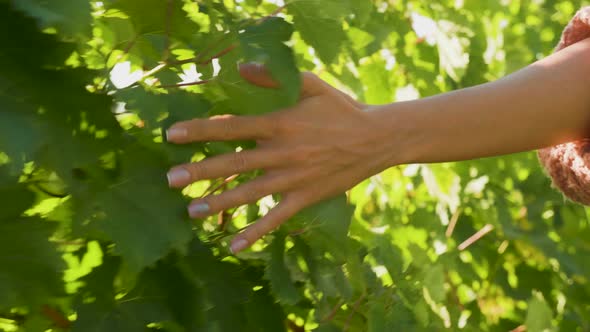 Unrecognisable Woman Hand Touching Vine